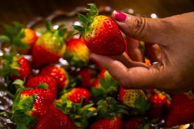 choosing strawberry for Chocolate and Nuts covered Strawberries 