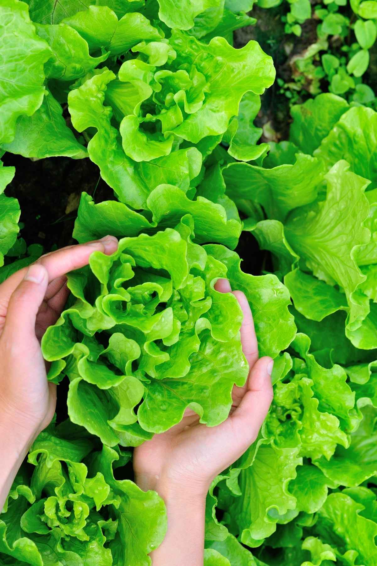 How to keep Lettuce fresh 