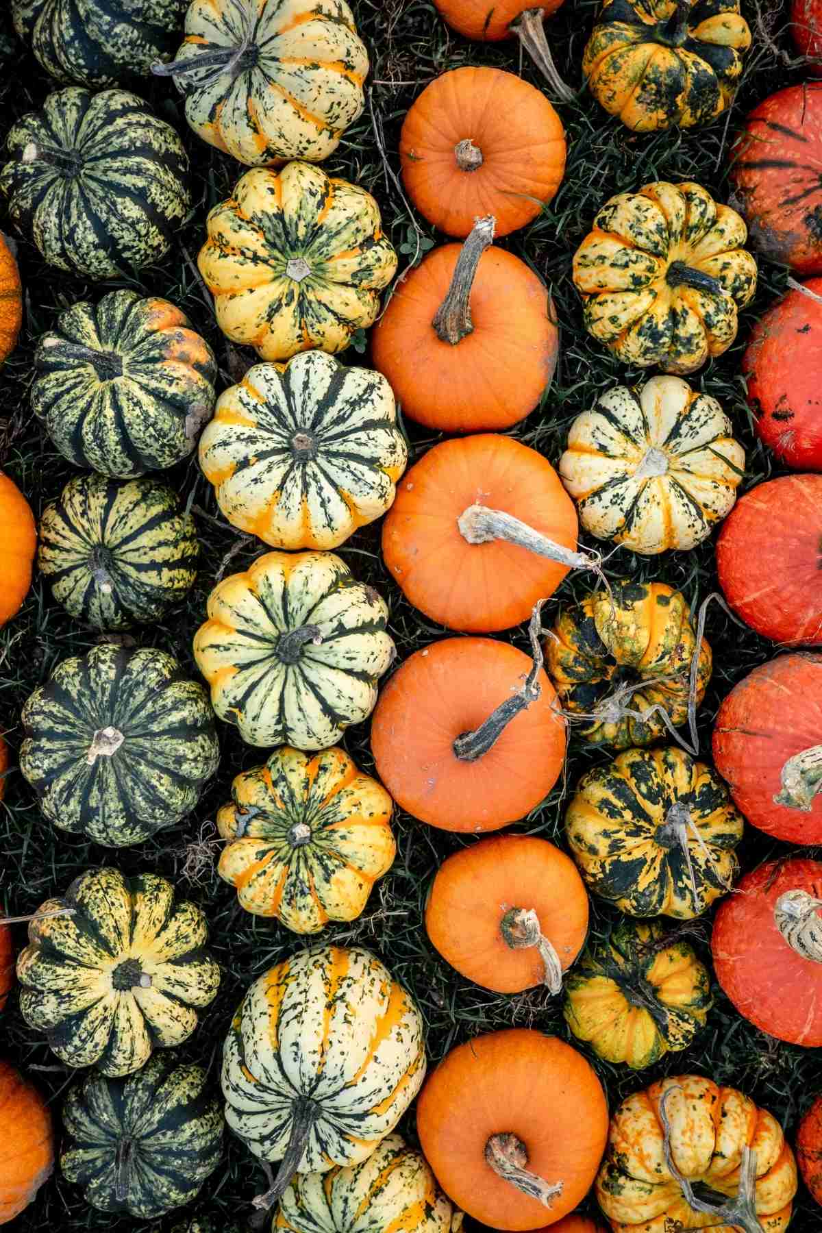 health benefits of Pumpkin