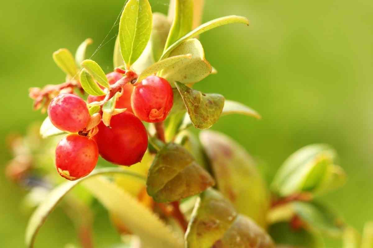 fresh cranberry in a tree