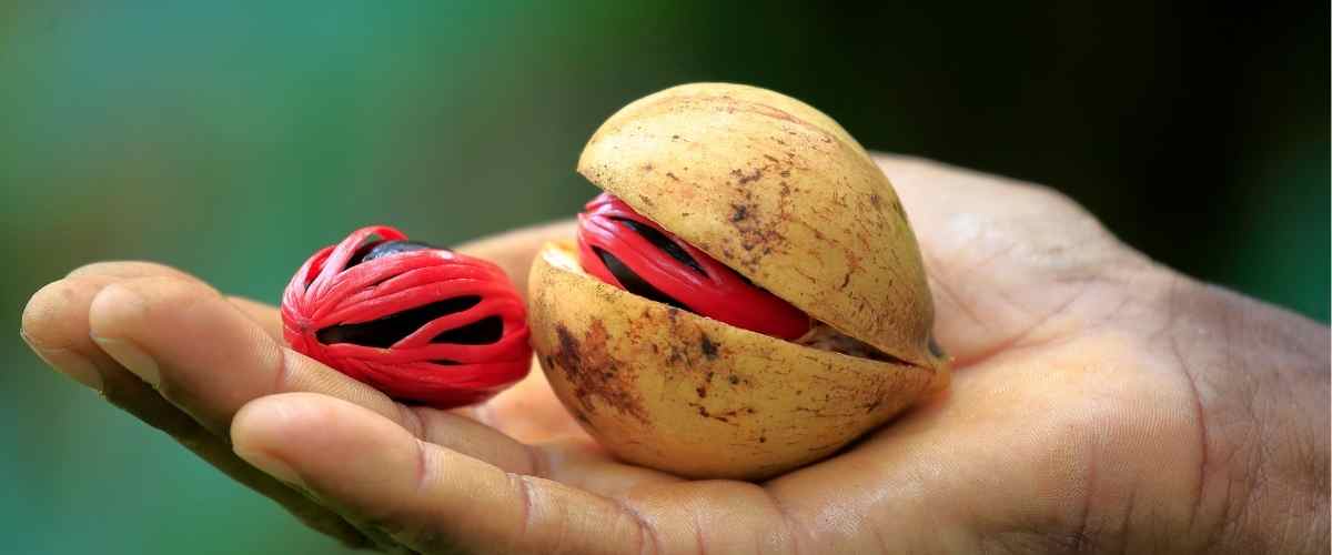 fresh nutmeg in a persons palm